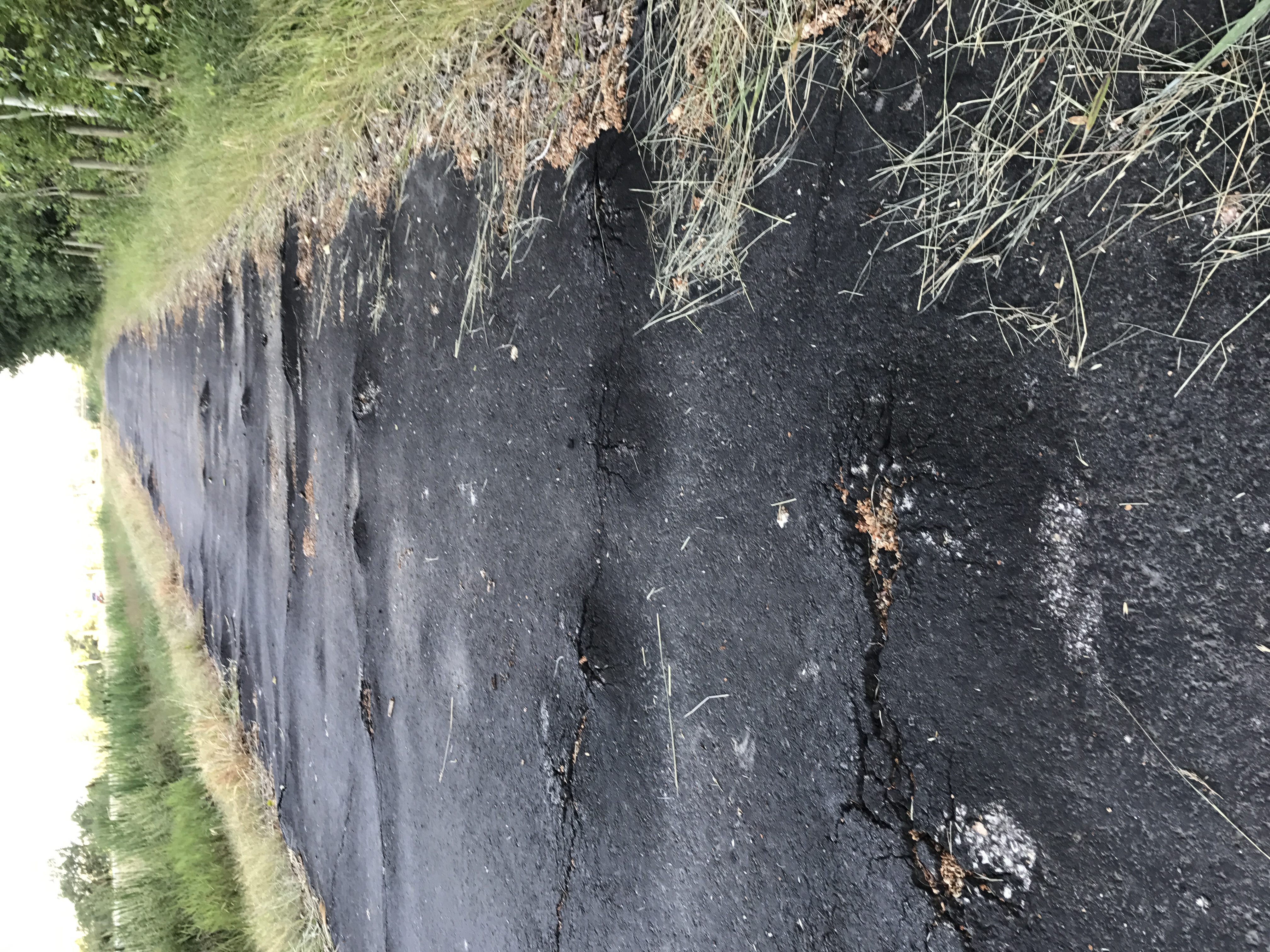 Photo credit: Roger DiBrito - Photo of asphalt path for bicyclists and pedestrians with heaving from roots