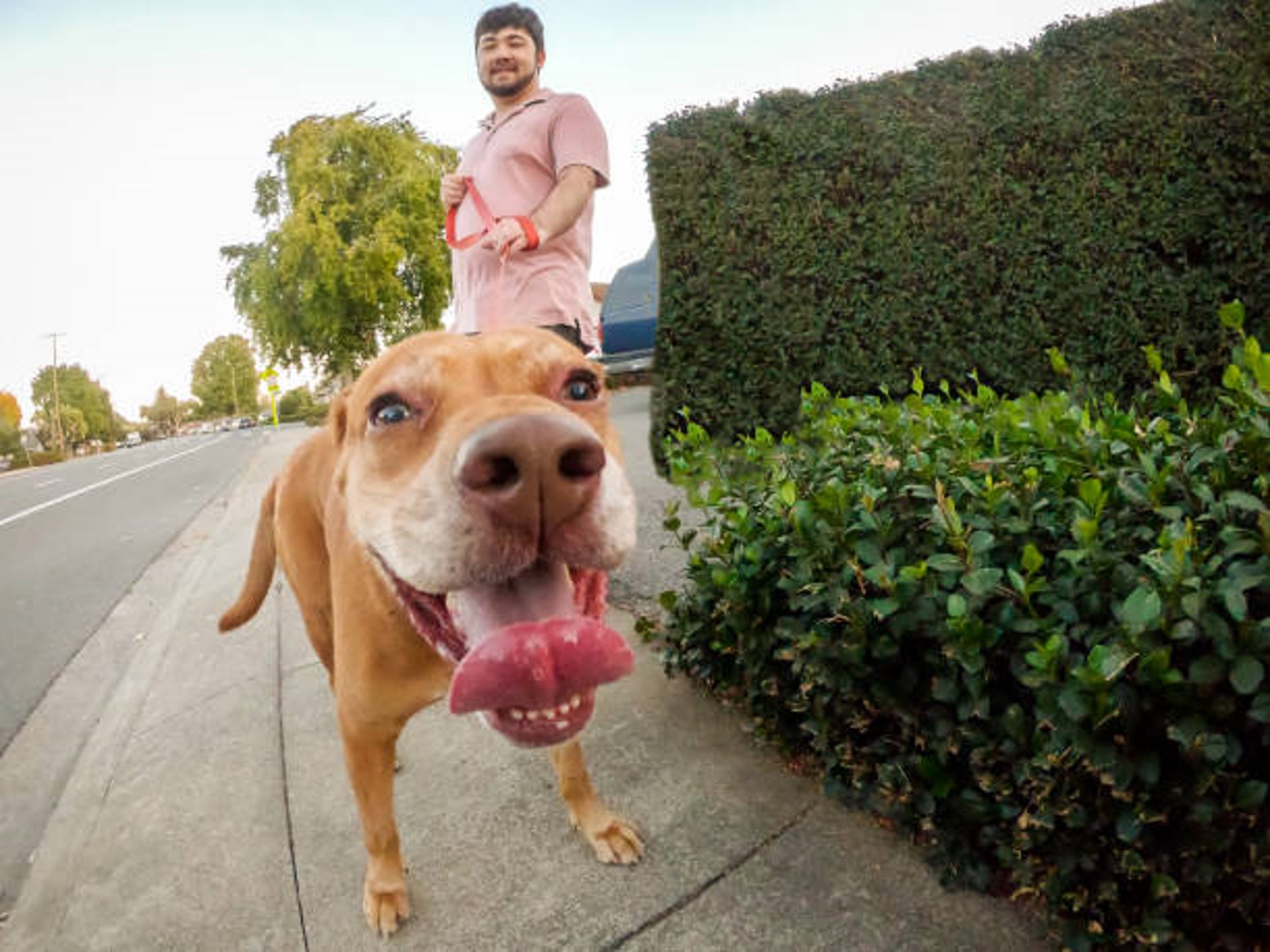 Man walking a dog on a city sidewalk